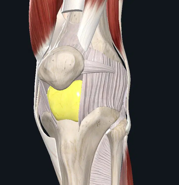 Infrapatellar Fat Pad and Pain